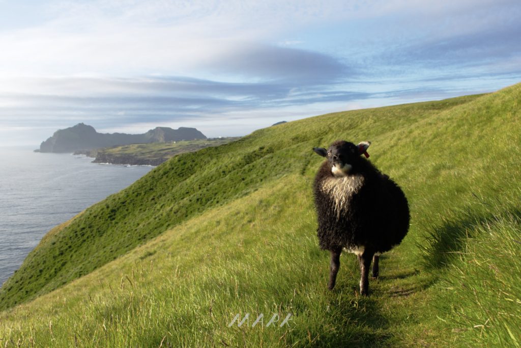 Photo of a sheep in the Westman Islands, Iceland