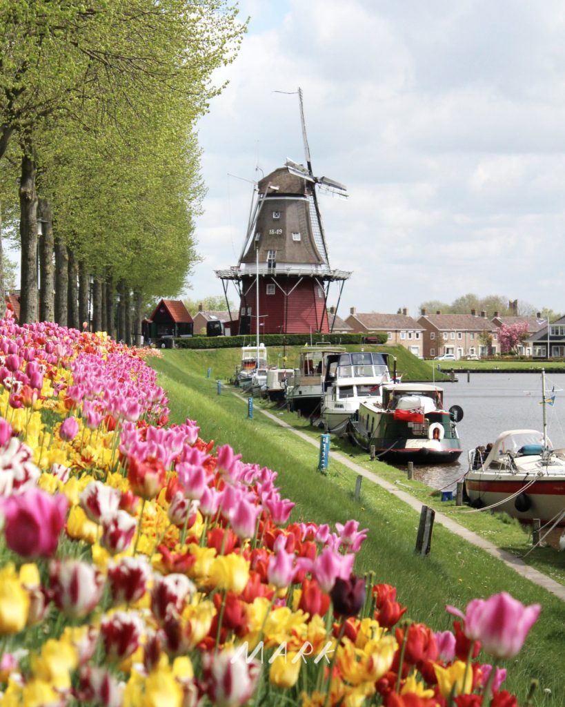 Photo of tulips and a windmill in Dokkum, The Netherlands